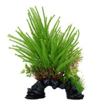 Voir l’image dans la galerie, FLUVAL Plante Lycopode Obscur 10" pour Aquarium