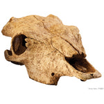 Voir l’image dans la galerie, EXO TERRA Crâne de Bison L pour Reptiles