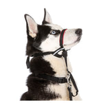Voir l’image dans la galerie, Halti - Licol de Dressage OptiFit - Accessoire de Dressage pour Chiens