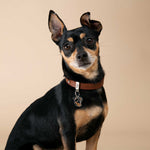 Voir l’image dans la galerie, MFC Friends Pinscher Marron & Noir