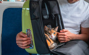 un chat dans un transporteur dans un autobus