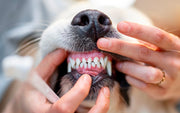 un chien qui montre ses dents