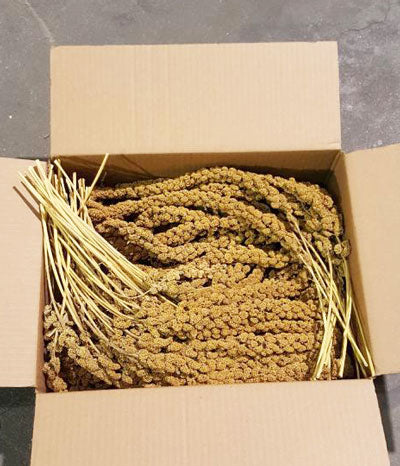 ECONO-MAX Nourriture Millet 25lb