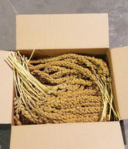 ZOO-MAX Millet en Grappe 5lb pour Oiseaux