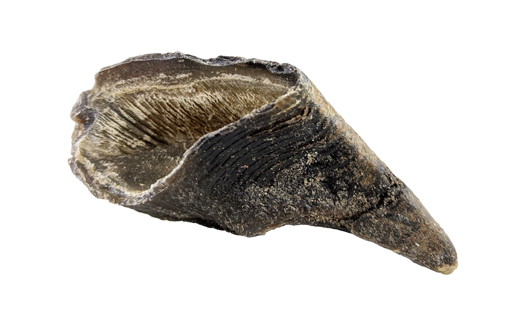 PETZ Gâteries Chien Sabots de Boeuf