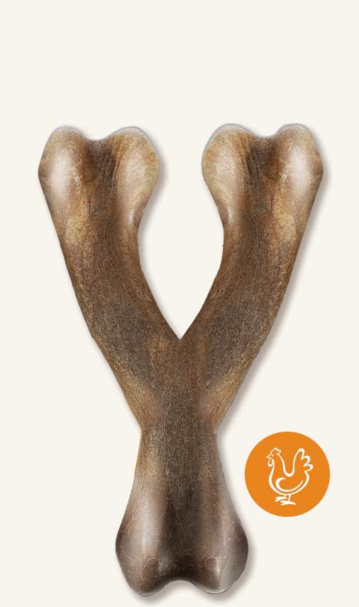 Nosh Zeus - Jouet à Mâchonner Robuste en Forme d’Os du Bonheur, Arôme de Poulet pour Chiens