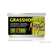 EXO TERRA Nourriture Conserve Sauterelles 34g pour Reptiles