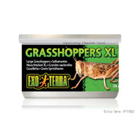 EXO TERRA Nourriture Conserve Sauterelles 34g XL pour Reptiles