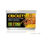 EXO TERRA Nourriture Conserve Grillons 34g XL pour Reptiles