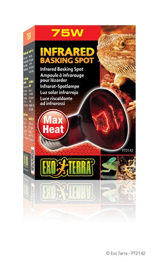 EXO TERRA Ampoule 75W Infrarouge R20 pour Reptiles