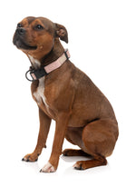 Voir l’image dans la galerie, FUZZYARD Life Collier Blush Doux L