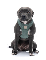 Voir l’image dans la galerie, FUZZYARD Life Harnais Step-In Coton Vert S