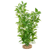 FLUVAL Plante Ludwiga à Pointes Blanches 14