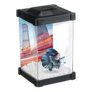 Marina Betta - Aquarium Tour - Aquarium pour Poissons