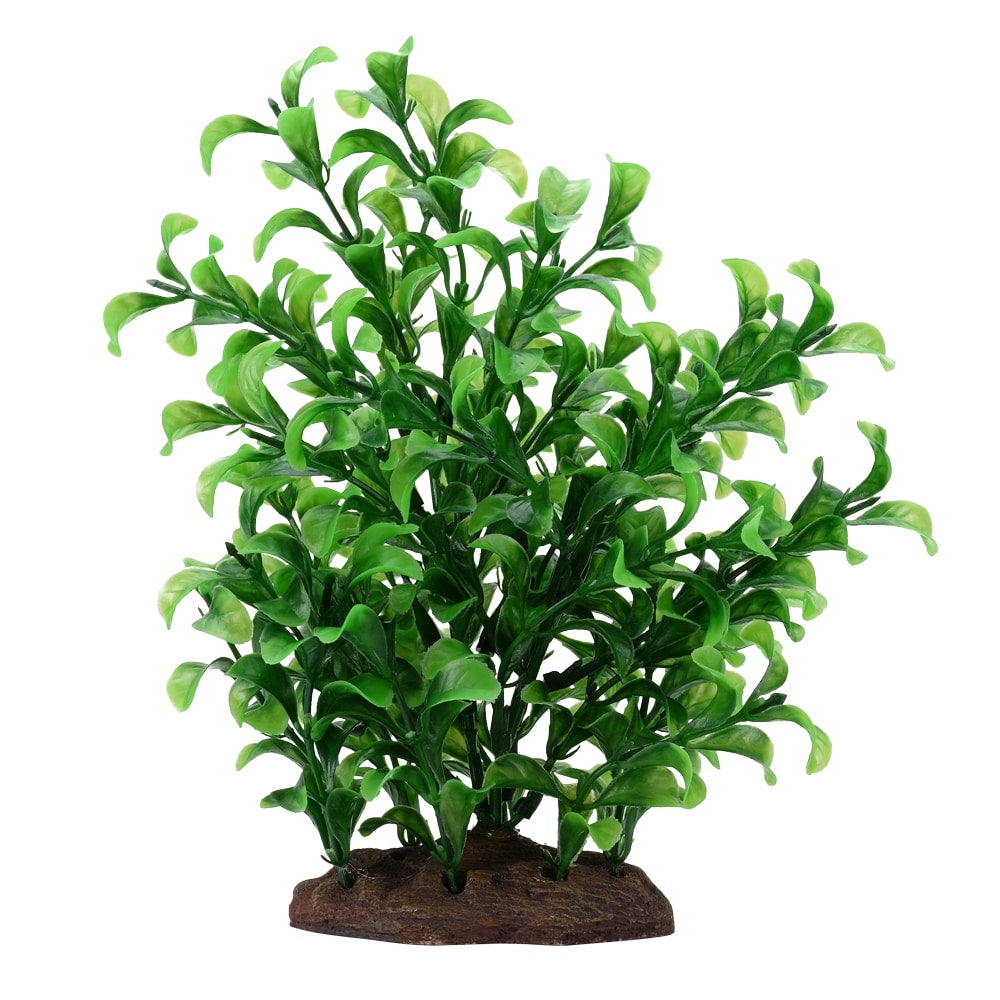 FLUVAL Plante Grand Bacopa 8" pour Aquarium