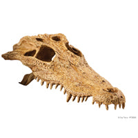 EXO TERRA Crâne de Crocodile pour Reptiles