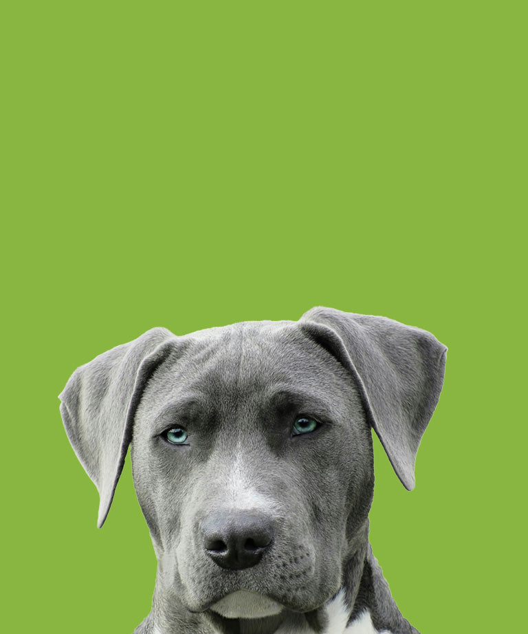 Pattes et Griffes - Jean-Talon dog grooming listing photo