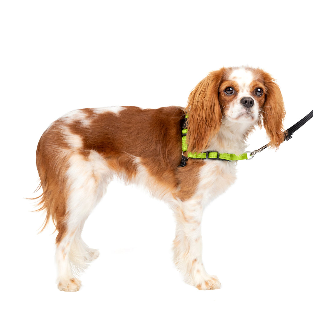 Petsafe - Easy Walk Harnais de Luxe - Harnais Anti-Traction pour Chiens