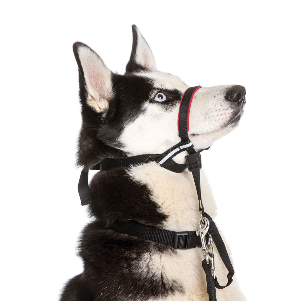 Halti - Licol de Dressage OptiFit - Accessoire de Dressage pour Chiens
