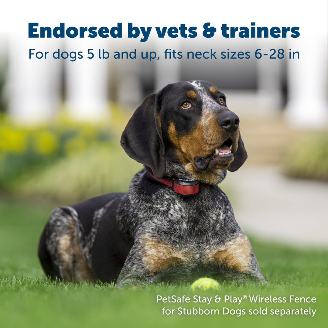 Petsafe - Stay and Play Collier Add-A-Dog pour Chiens Têtus - Accessoire Anti-Fugue pour Chiens