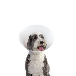 BAXTER & STELLA Collerette XL