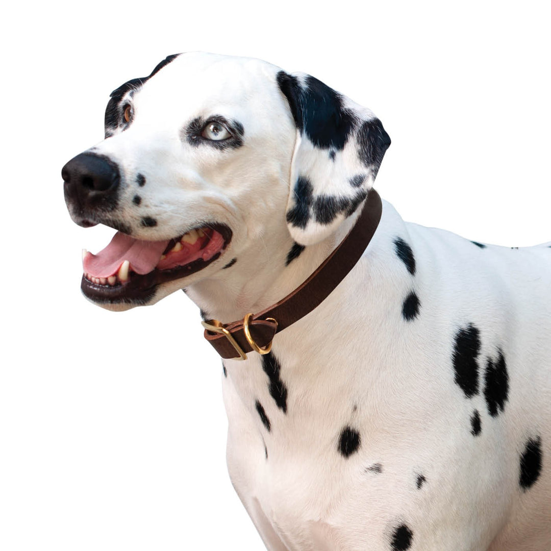 SHEDROW Bristol II Collier Brun XL
