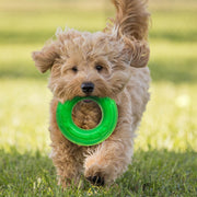 Nerf Dog - Jouet Scentology Tug à l'Agneau pour Chiens