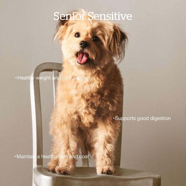Petcurean Now Fresh - Chien Sénior Dinde, Saumon et Canard - Nourriture Sèche Sans Grains pour Chiens Âgés