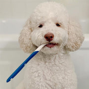 Nylabone - Trousse de Soins Bucco-Dentaires Avancés - Soin pour Chiens